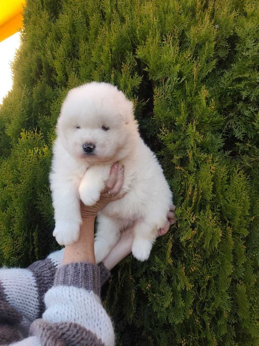 Piękny Piesek Samojed