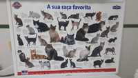 Poster das raças de gatos