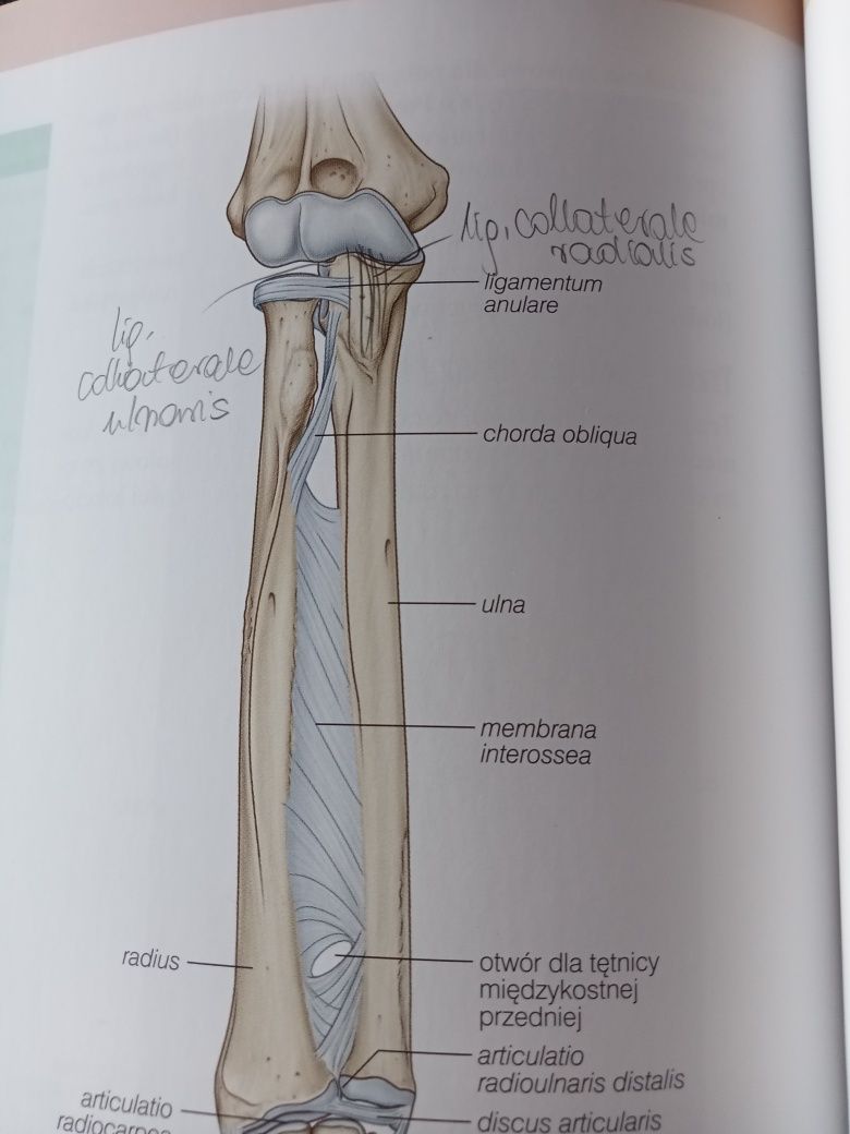 Anatomia podręcznik Gray tom 1 i tom 3