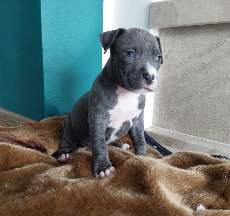 American Staffordshire Terrier Amstaff Blue szczeniak