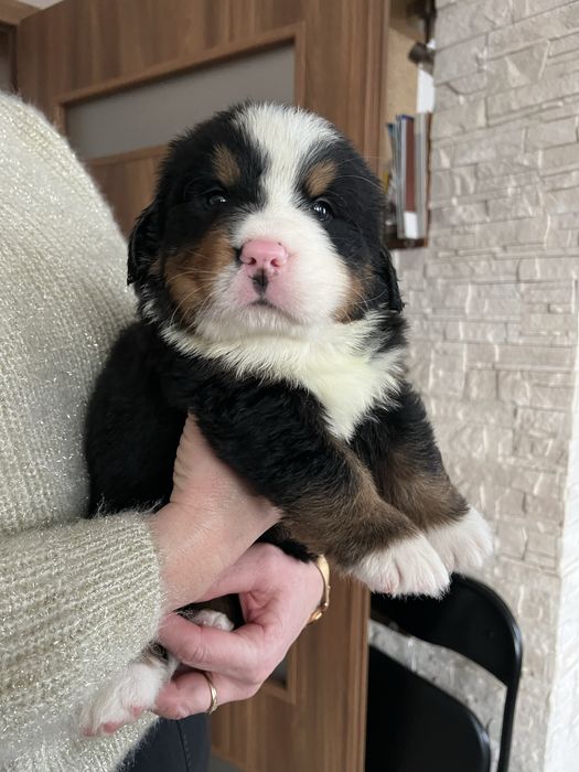 Szczeniaki Berneński Pies Pasterski FCI - piesek