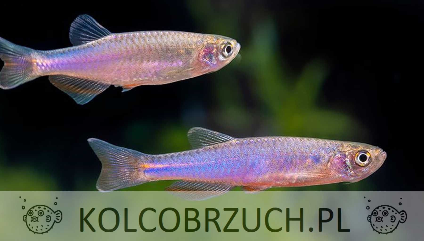 Danio roseus - Danio rosea - dowozimy do klienta, wysyłka cala Polska