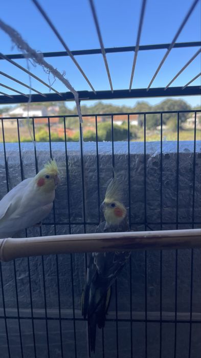 Caaturras+gaiola