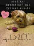 Domowy hotelik/opieka mad pupilem
