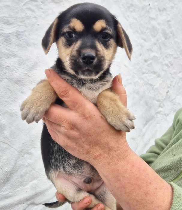 Цуцики у добрі руки! Безкоштовна доставка по Київській області!