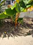 Bananeiras pequenas
