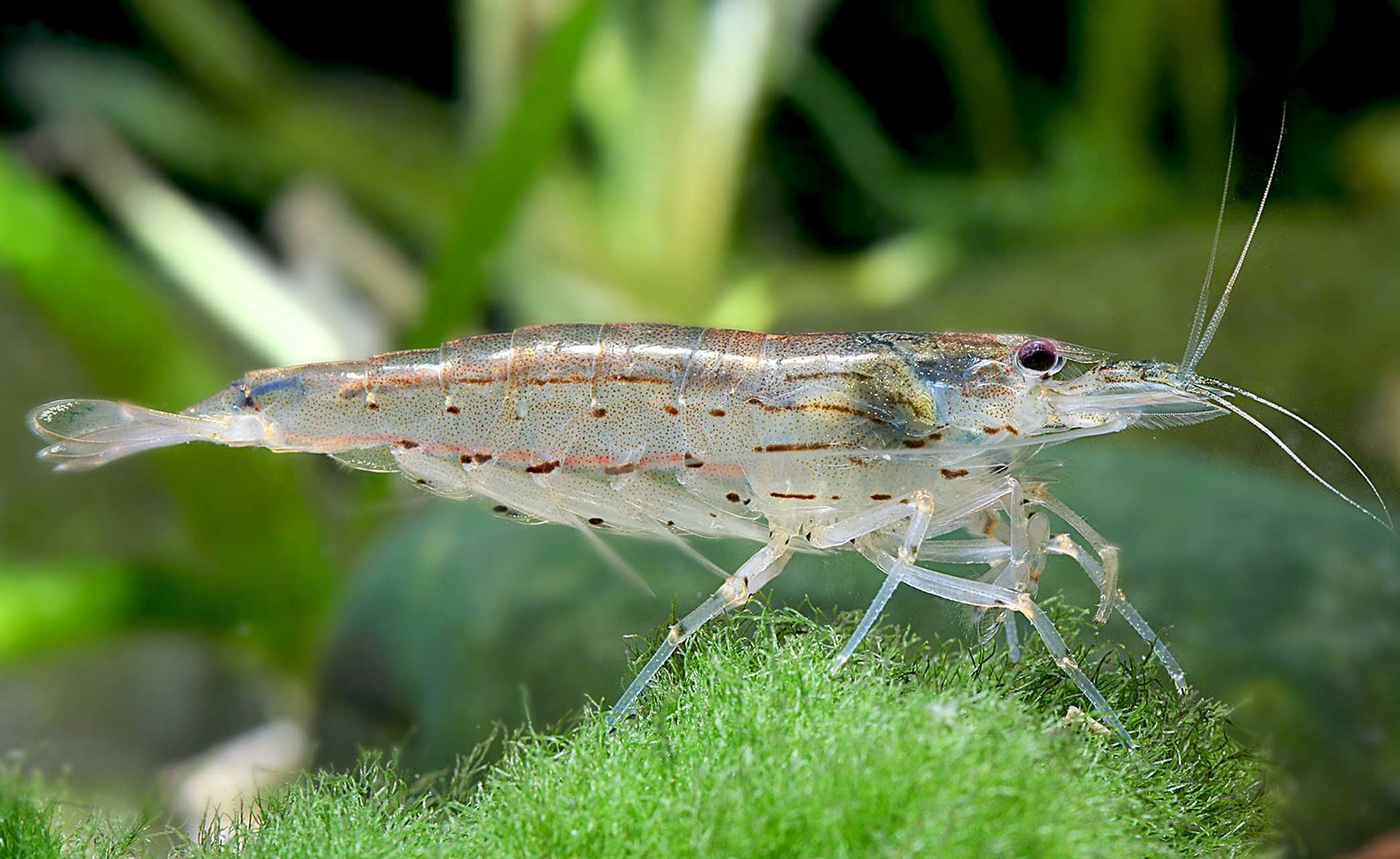 Krewetka Amano - Caridina multidentata - zjada glony - DOWÓZ, WYSYŁKA