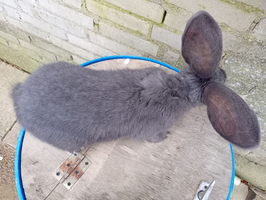 Samiec olbrzym belgijski