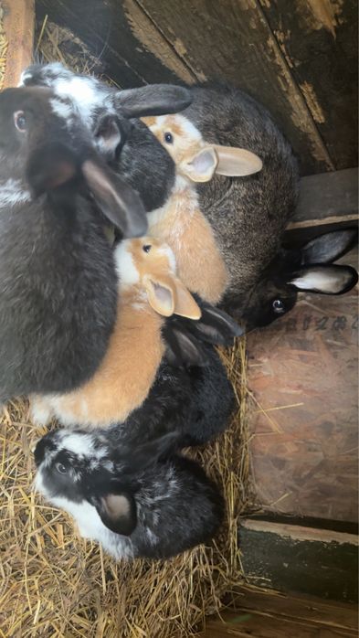 Młode króliki mieszańce