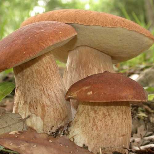 Белый гриб дубовый (lat. Boletus quercicola) 100 грамм