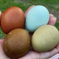 Микс яиц разных пород для инкубации