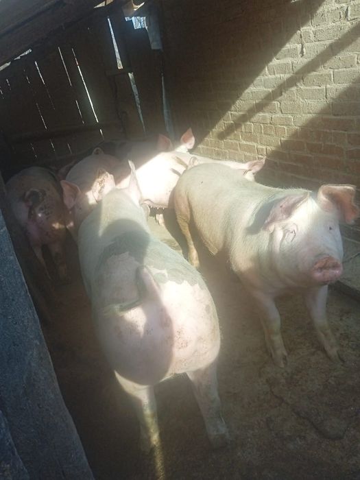 Продам свині живою вагою
