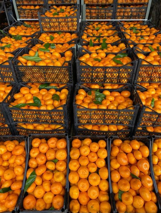 Мандарини оптом .