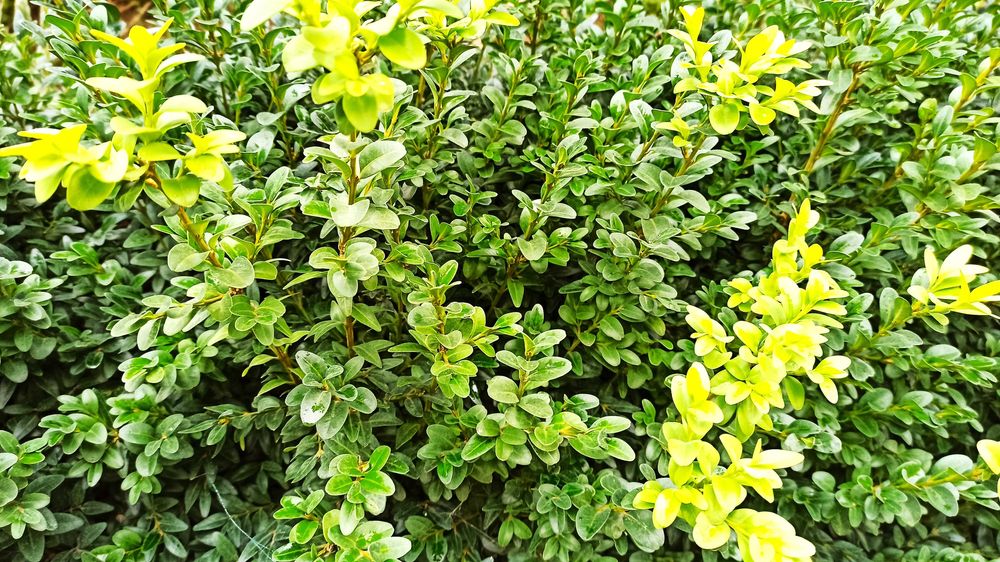 Розпродаж самшиту різної висоти з гарною кореневою системою