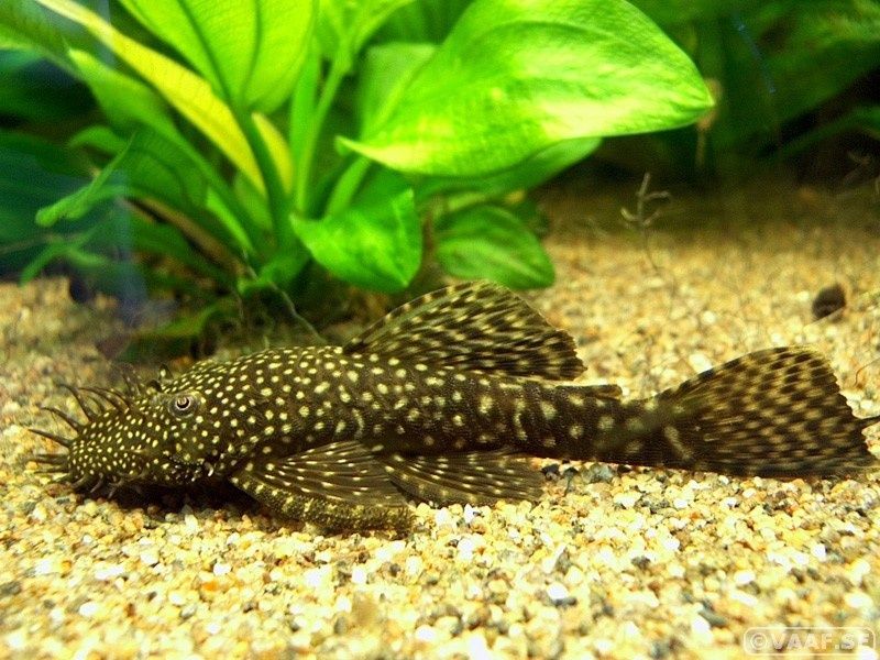 Ancistrus ajudará a limpar o vidro do aquário.