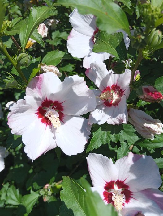 Продам саженцы гибискуса.,2 вида.