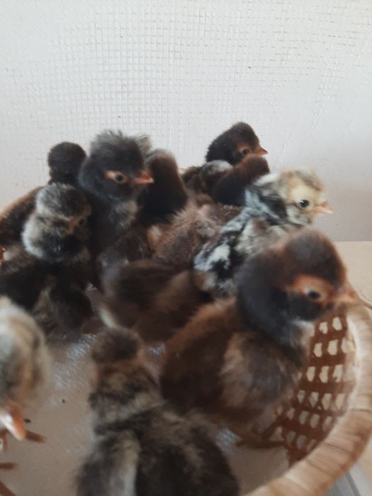 Інкубаційне яйце Падуан продам