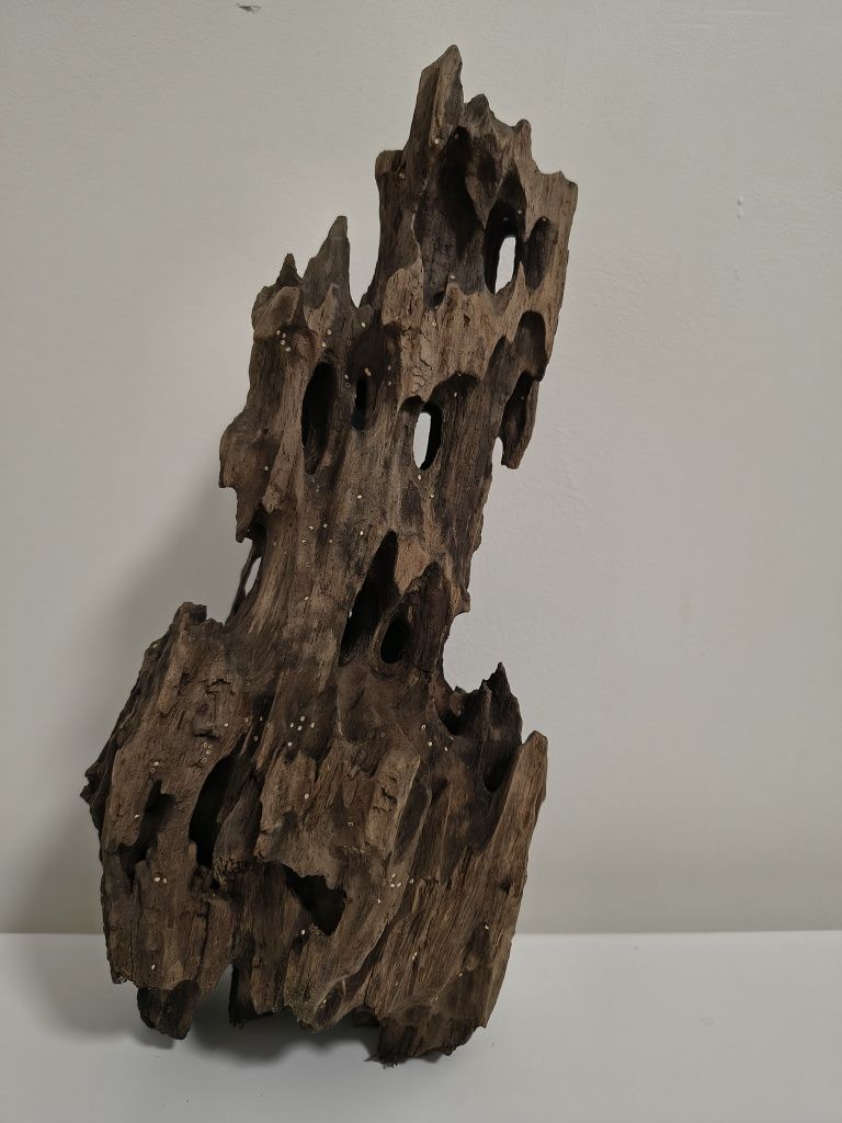 (1) korzeń dragonwood 954g