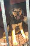 Szczeniak, sunia, 4 miesiące, docelowo 12kg adopcja za darmo oddam