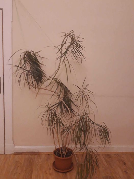 Dracena 1,8 m. wysoka