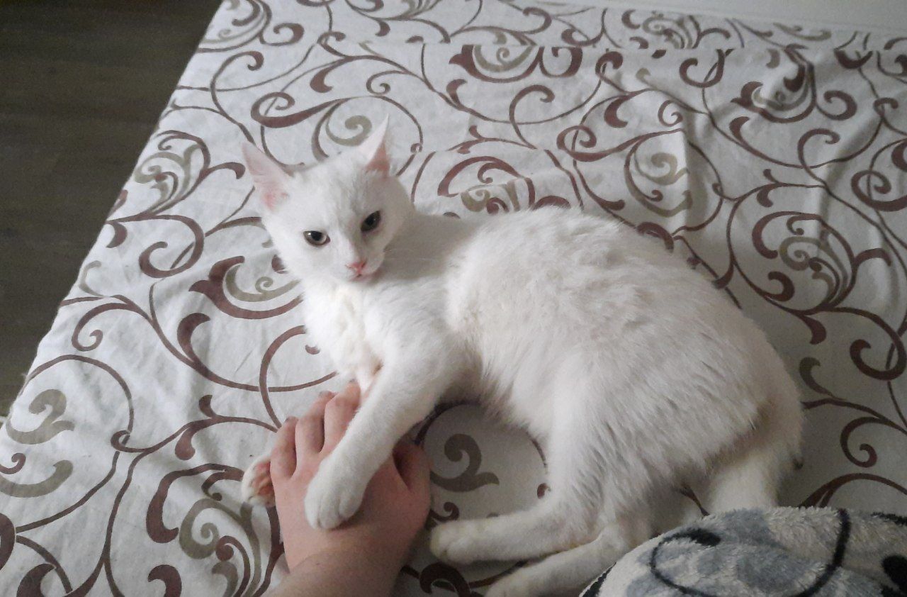 КИЇВ. Білий котик Бланк, ласкавий і ніжний, шукає вірну родину!