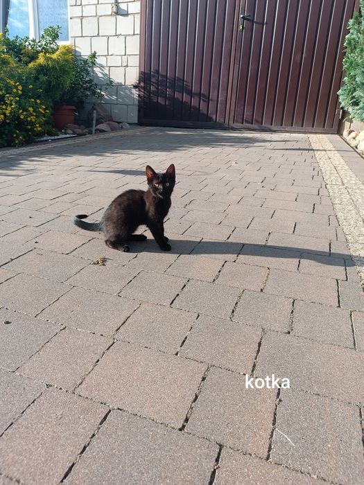 Kotka do oddania.