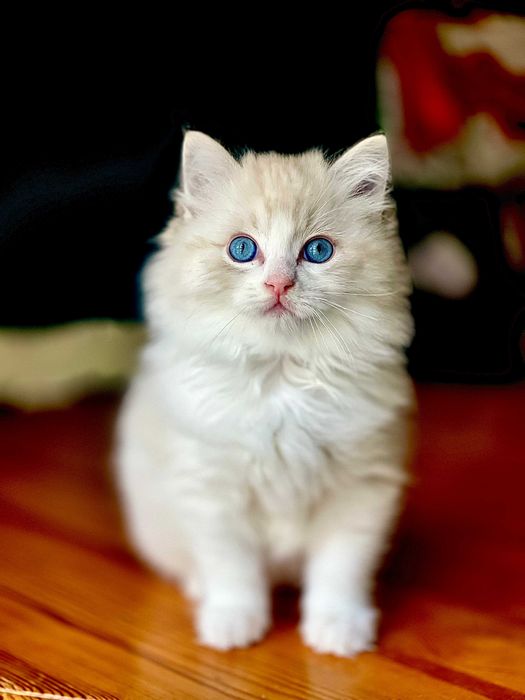 Kocurki ragdoll FIFE/FPL  do odbioru październik 2025
