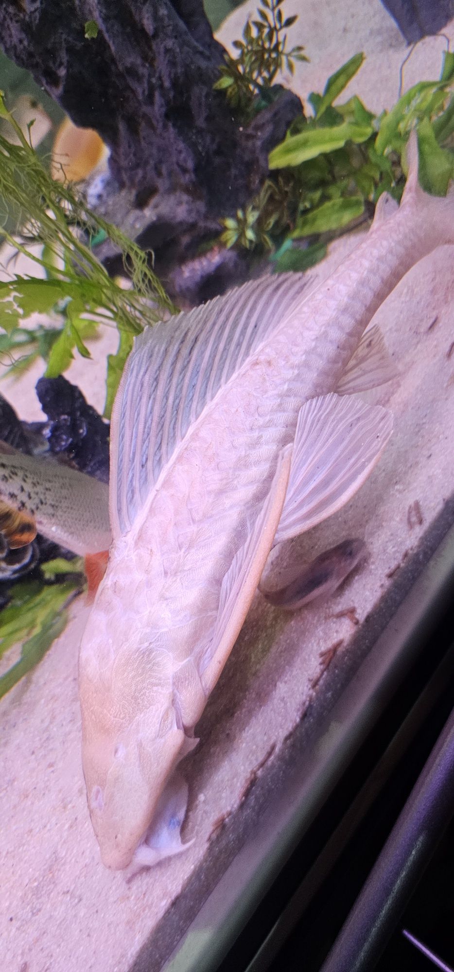 Pleco Albino c/ 30cm +/-