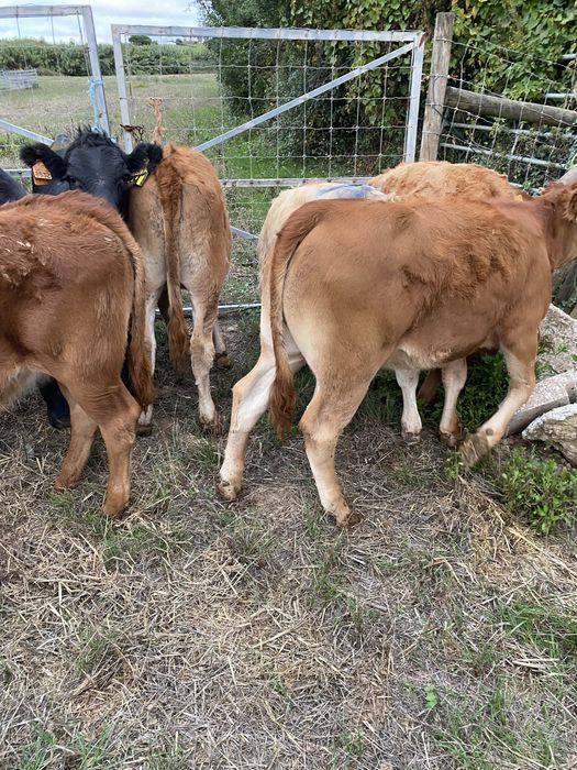 Lote de vitelas cx de limousines