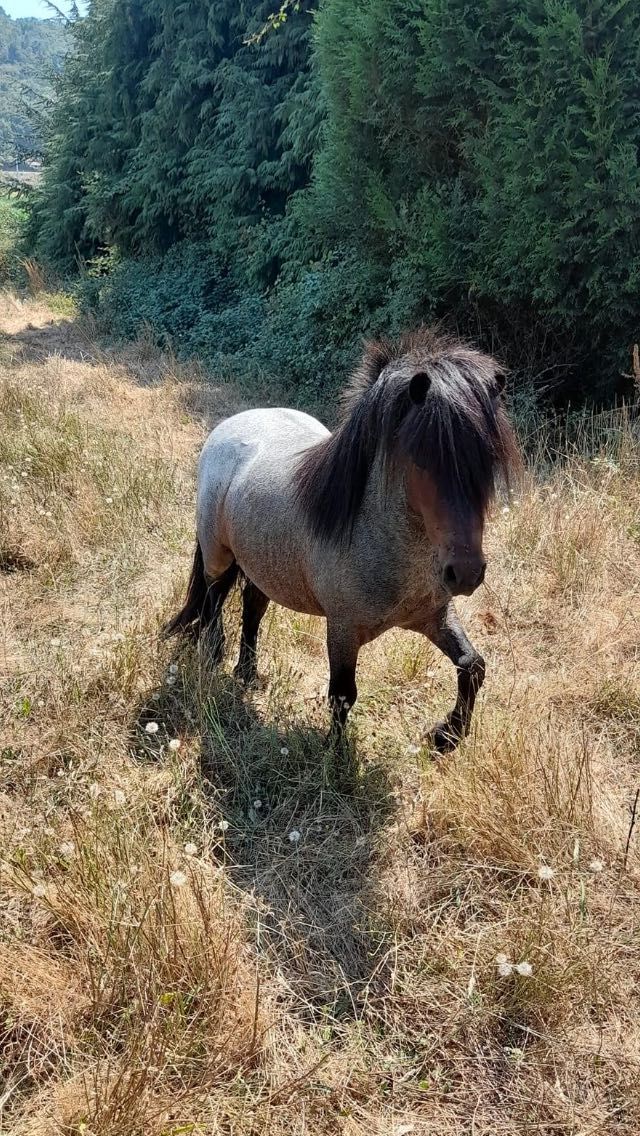 Ponei macho para dispensar