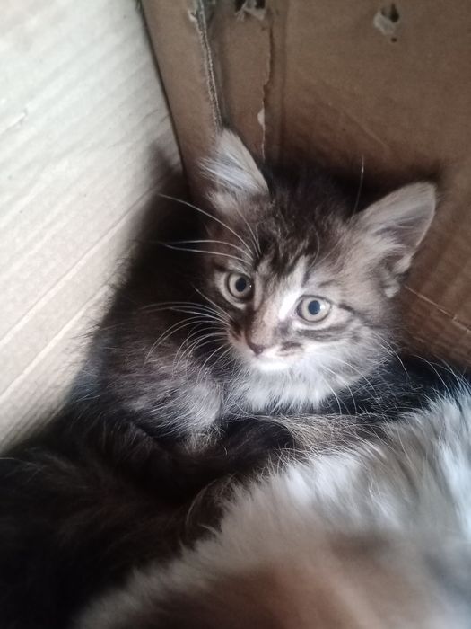 Одам котят в добрые руки