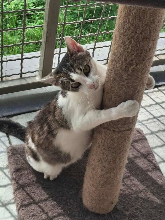 Piękna Zyzia czeka na adopcje