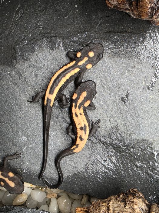 Rarytas Laotriton laoensis CB25 dla koneserów