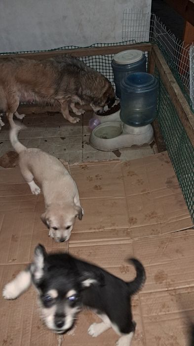 Cachorro para adoção