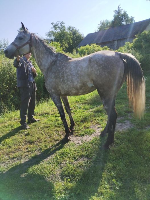 Klacz czystej krwi arabskiej