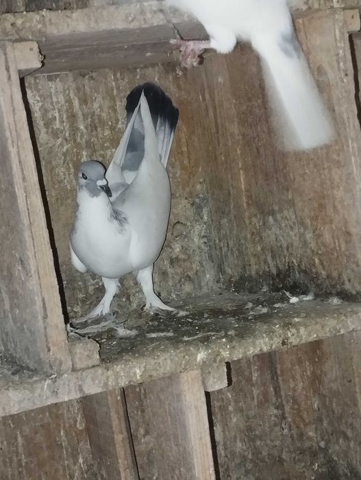 Sprzedam golebie z lotu