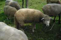 anhos cordeiros ovelhas