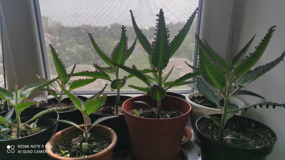 Каланхое лікарське, сорт Дегремона / каланхоэ лечебное, сорт Дегремона