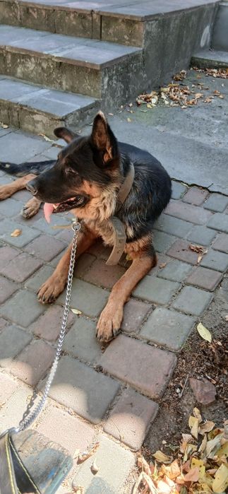 Шукає родину вівчарка