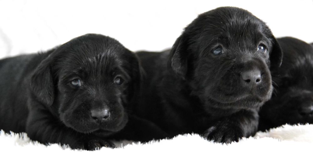 Cudowny szczeniak Labrador Retriever FCI