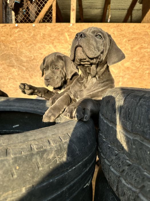 Голубой щенок Робби 2мес Кане-Корсо