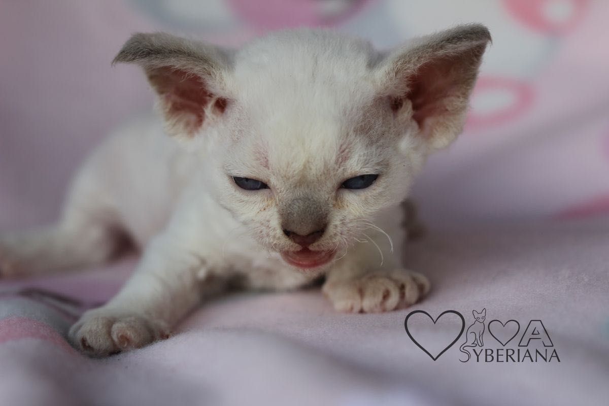 Kocurek niebieskooki Devon rex
