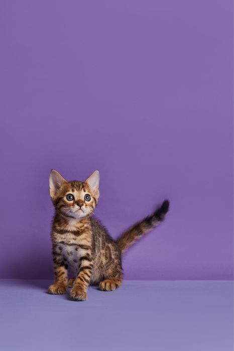 Бенгал, бенгальський котик