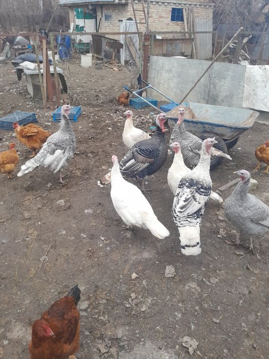 Продам индюков 1000гр