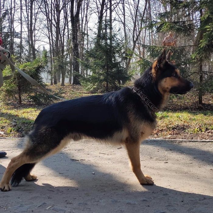 В'язка. Німецька вівчарка. Кобель