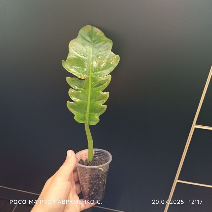 Рослини за доступними цінами