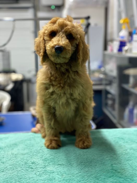 Imperdível!!! Lindo bebê de caniche standard procura novo dono!!