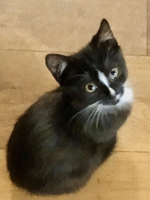 Лагідний муркотун в пошуках люблячої родини