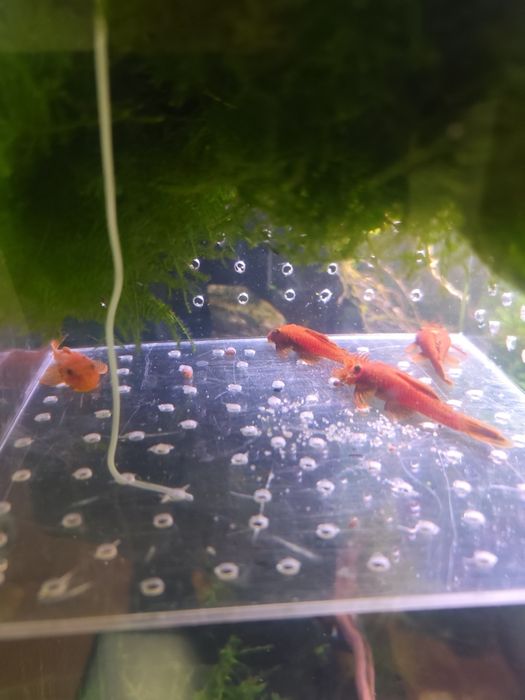 Casais ancistrus laranja