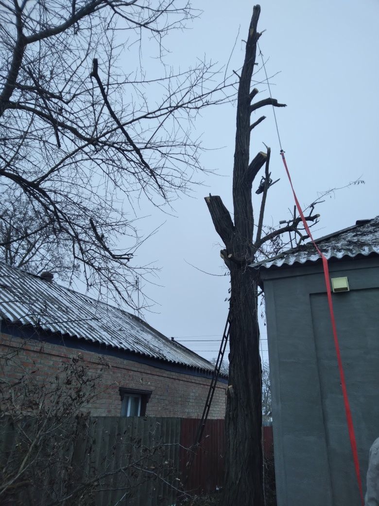 Зрізаємо дерева, гілки над проводами.